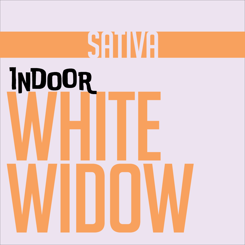 1g INDOOR FLOWER WHITE WIDOW | INDOOR FLOWER | PHAT LABORATORIES | Canna Kingdom Online Store Buy Delivery