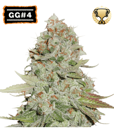 SEED STOCKERS GG4 FEM 3PK | APPAREL | REGO INTERNATIONAL HQ | Canna Kingdom Online Store Buy Delivery