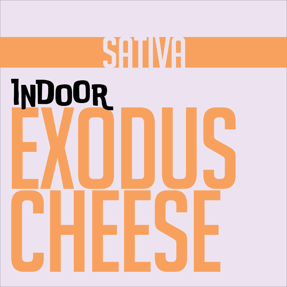 1g INDOOR FLOWER EXODUS CHEESE | INDOOR FLOWER | PHAT LABORATORIES | Canna Kingdom Online Store Buy Delivery