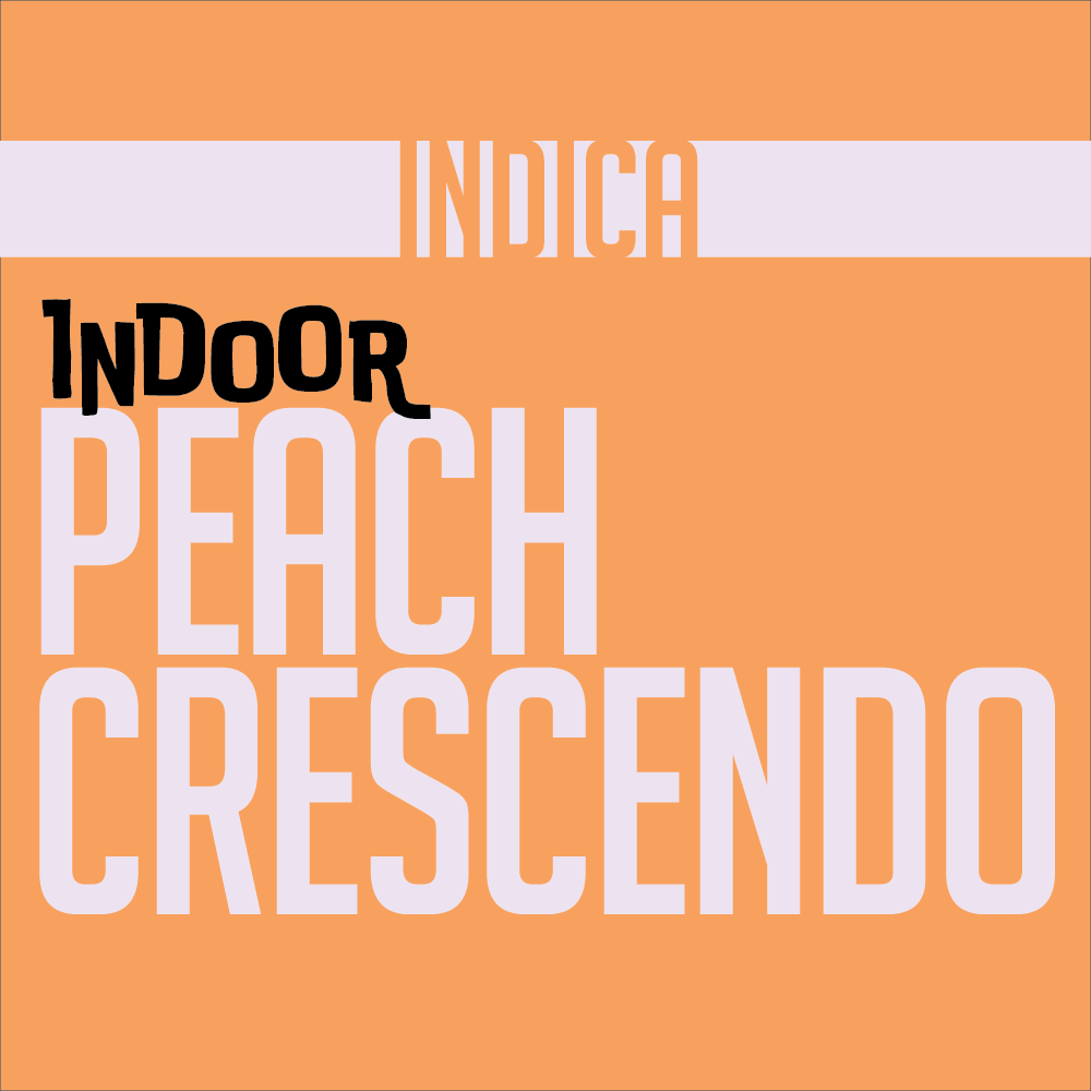 1g INDOOR FLOWER PEACH CRESCENDO | INDOOR FLOWER | PHAT LABORATORIES | Canna Kingdom Online Store Buy Delivery