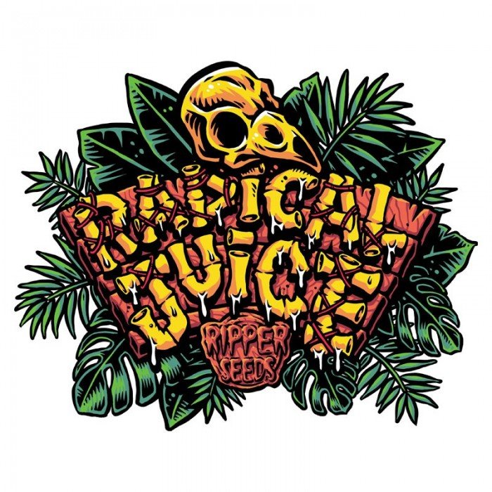 RIPPER SEEDS RADICAL JUICE FEM (3 SEEDS IN A PACK) | APPAREL | REGO INTERNATIONAL HQ | Canna Kingdom Online Store Buy Delivery
