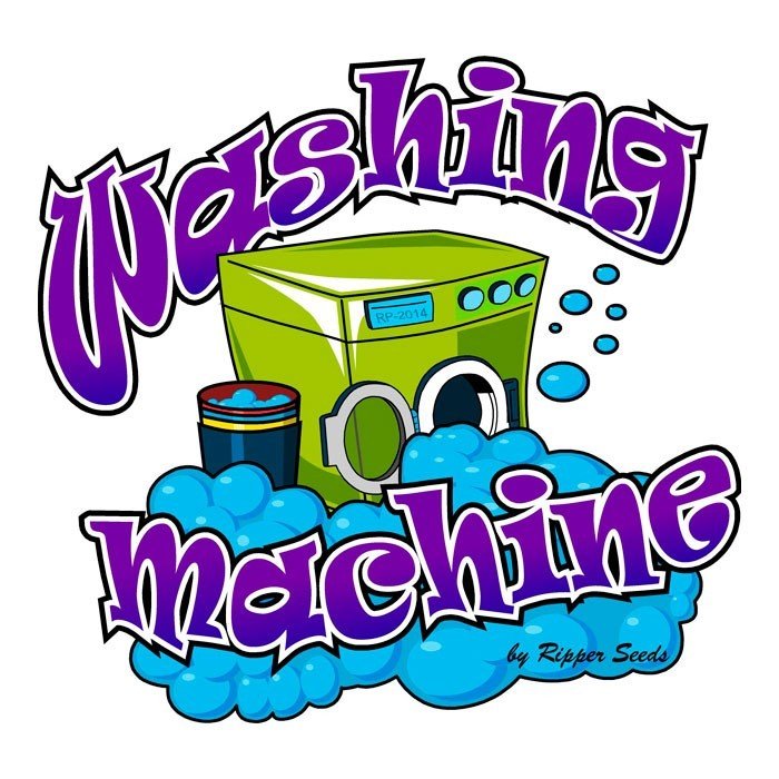 RIPPER SEEDS WASHING MACHINE FEM (3 SEEDS IN A PACK) | APPAREL | REGO INTERNATIONAL HQ | Canna Kingdom Online Store Buy Delivery