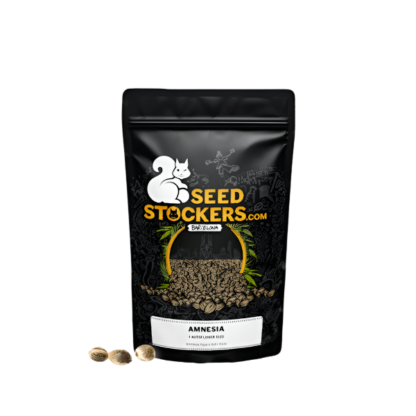 SEED STOCKERS AMNESIA AUTO 3PK | APPAREL | REGO INTERNATIONAL HQ | Canna Kingdom Online Store Buy Delivery