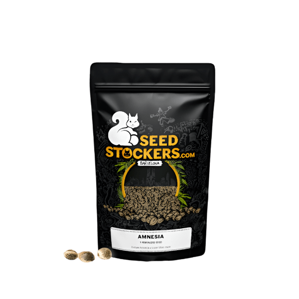 SEED STOCKERS AMNESIA FEM 3PK | | REGO INTERNATIONAL HQ | Canna Kingdom Online Store Buy Delivery