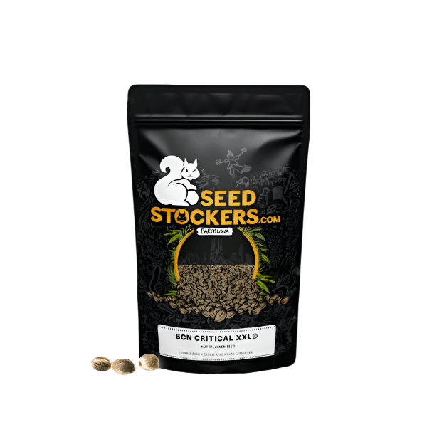 SEED STOCKERS BCN CRITICAL XXL AUTO 3PK | APPAREL | REGO INTERNATIONAL HQ | Canna Kingdom Online Store Buy Delivery