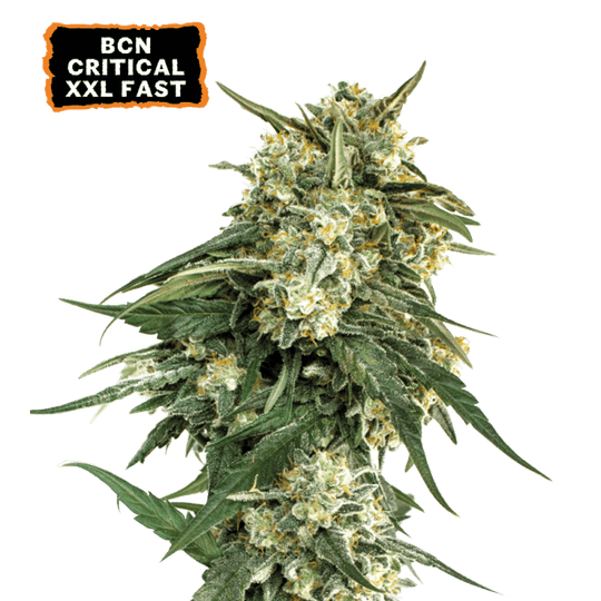 SEED STOCKERS BCN CRITICAL XXL FAST FEM 3PK | APPAREL | REGO INTERNATIONAL HQ | Canna Kingdom Online Store Buy Delivery