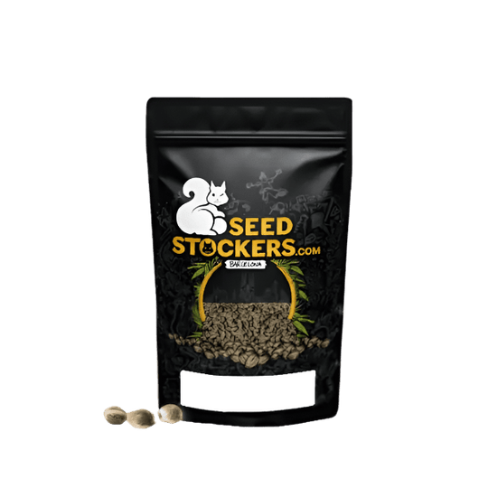 SEED STOCKERS CBD NORTHERN LIGHTS FEM 3PK | APPAREL | REGO INTERNATIONAL HQ | Canna Kingdom Online Store Buy Delivery