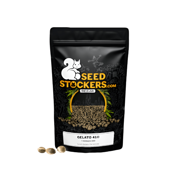 SEED STOCKERS GELATO 41 FEM 3PK | APPAREL | REGO INTERNATIONAL HQ | Canna Kingdom Online Store Buy Delivery